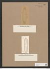 Navicula andersonii Cleve. (de-Toni-Nr.: Genus 1, Species 24) Zeichnungen Sammlung Grunow Nr. 62 (NHMW-BOT-W0366256)